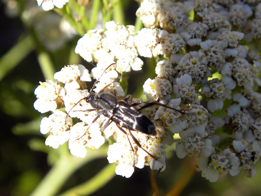 Chlorophorus sartor
